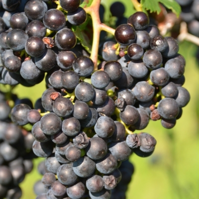 Merlot 9 Gm ANT 6431